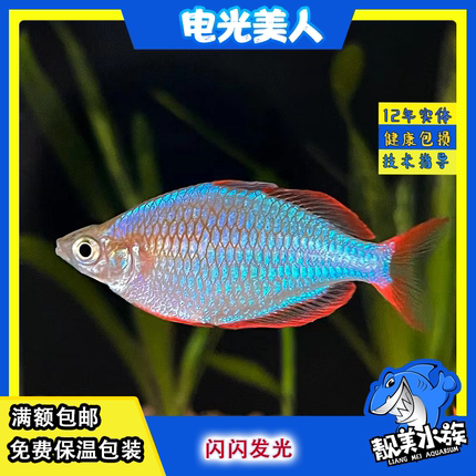 电光美人发光鱼美人鱼苹果美人热带观赏鱼球形鱼活体草缸造景群游