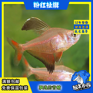 粉红旗粉红扯旗血心大帆玻璃血心红扯旗红绿灯观赏鱼群游草缸南美