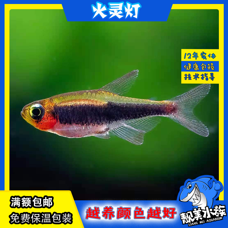 稀有灯鱼图卡诺火灵灯高端经典草缸群游小型鱼热带鱼玩家品种淡水