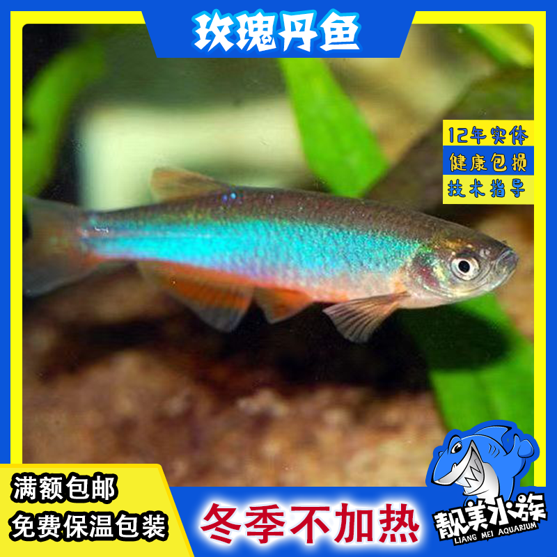 玫瑰丹鱼斑马鱼原生鱼云南缅甸品种冬季不加热白云金丝鳑鲏容易养