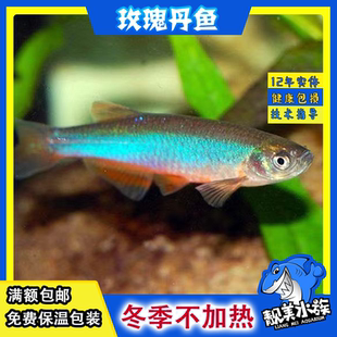 玫瑰丹鱼斑马鱼原生鱼云南缅甸品种冬季不加热白云金丝鳑鲏容易养