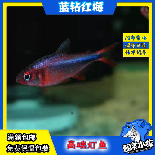 红梅灯鱼活体南美稀有进口