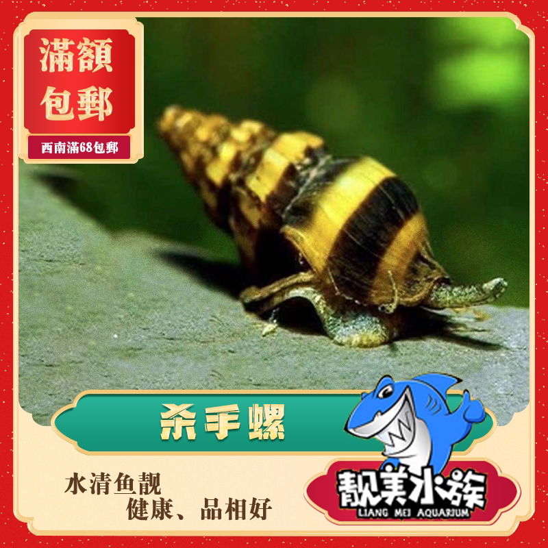 刺客杀手螺淡水吃杂螺