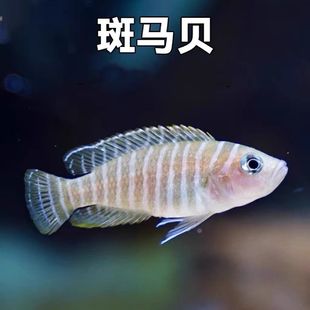 斑马贝鱼三湖慈鲷鱼精品观赏鱼小型热带鱼淡水