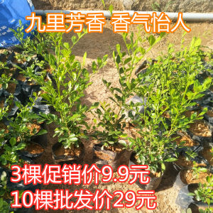 九里香七里香花苗带花室内外驱蚊植物客厅净化空气飘香九里盆栽