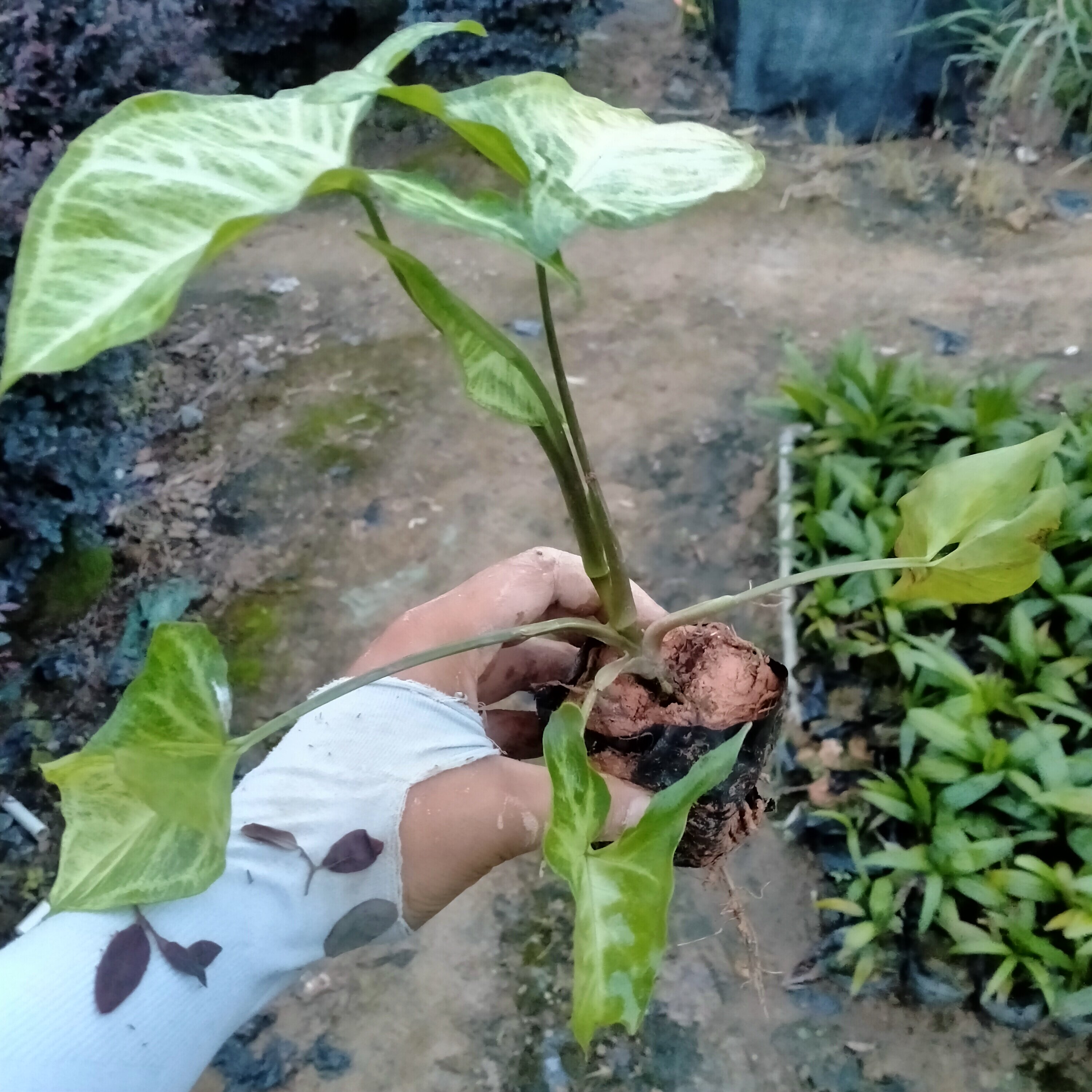 合果芋盆栽办公室四季常绿盆景白蝴蝶净化空气室内水培植物除甲醛