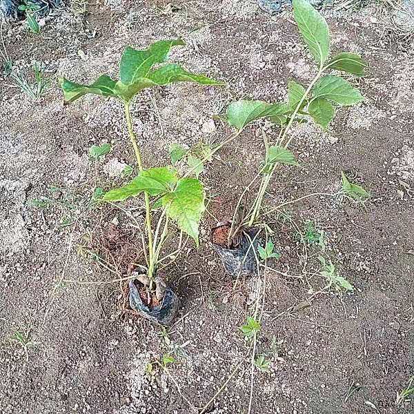 爬山虎苗四季常青五叶盆栽爬藤植物室外易活庭院户外攀援
