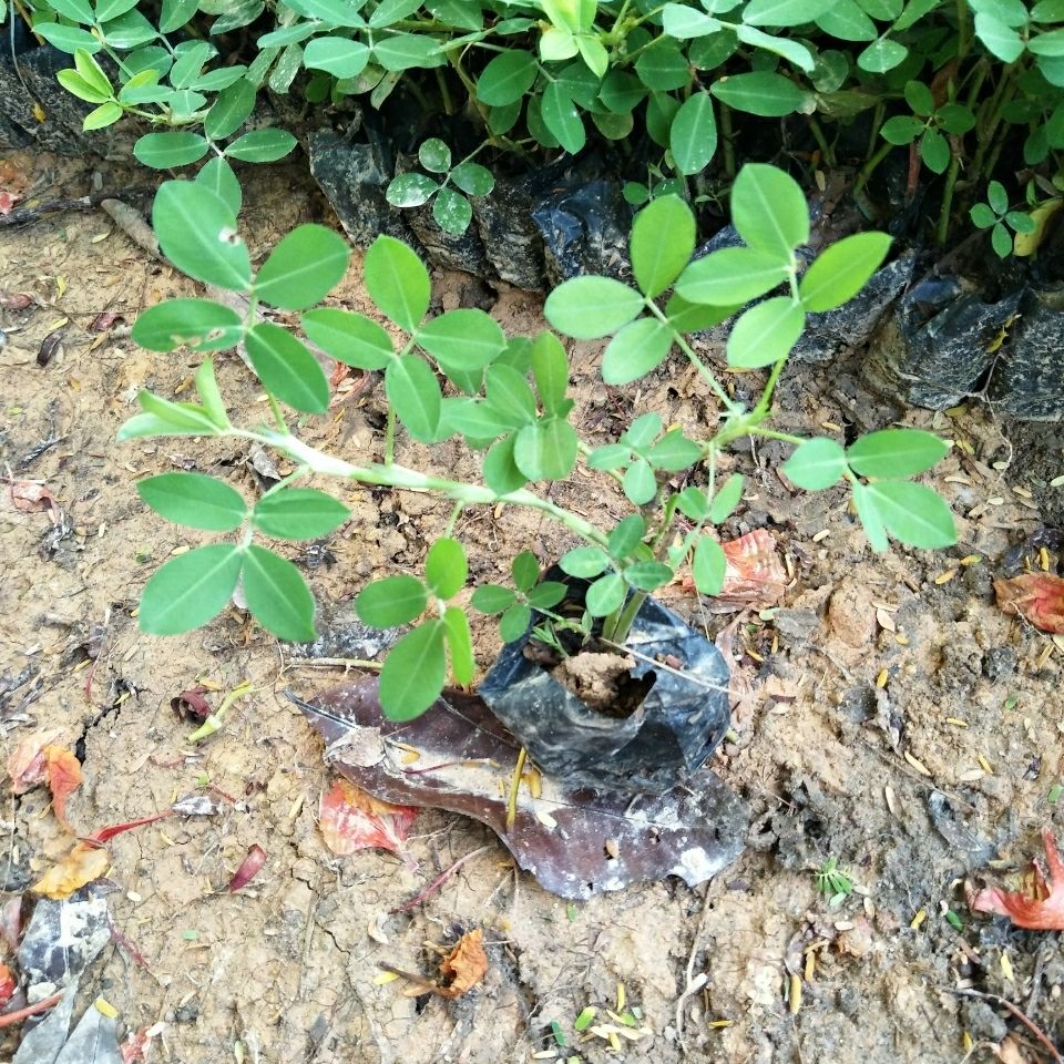 花生花土豆花苗蔓花生遍地黄金绿化袋苗花苗盆栽植物