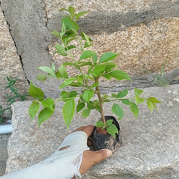 三角梅防电脑辐射原土盆栽四季开花耐寒室内外净化空气吸收甲醛
