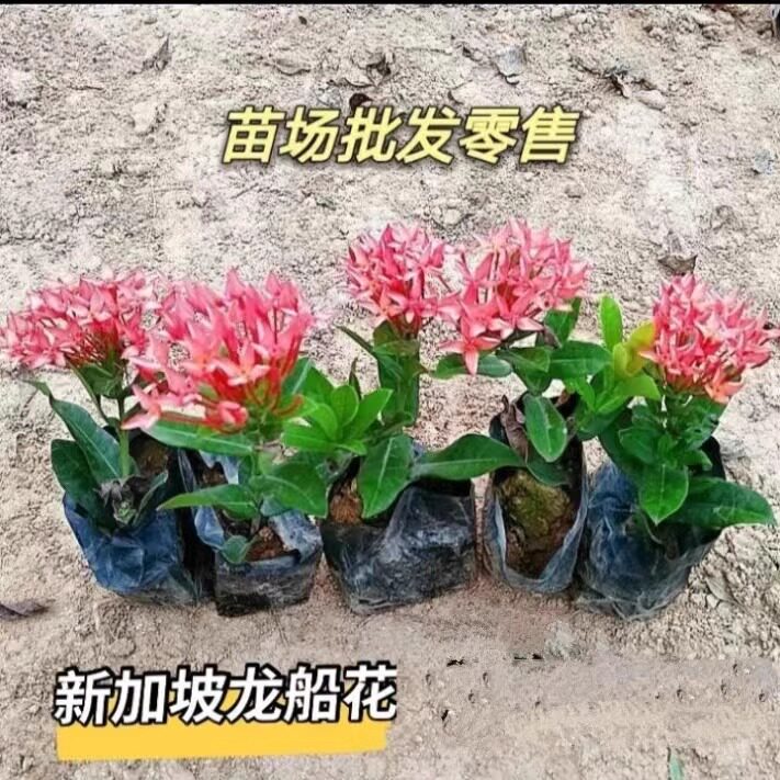 新加坡龙船花泰国龙船花绣球仙丹花卉苗盆栽室内外庭院好养绿植物