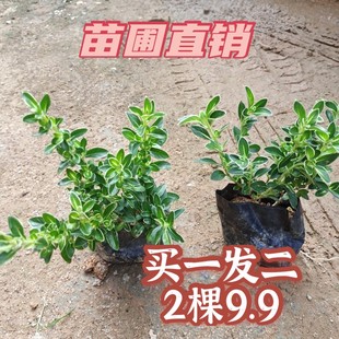 金边提根六月雪室内外客厅净化空气好养易活盆栽盆景花卉