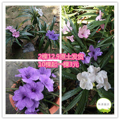 矮化翠芦莉易养活绿植盆栽