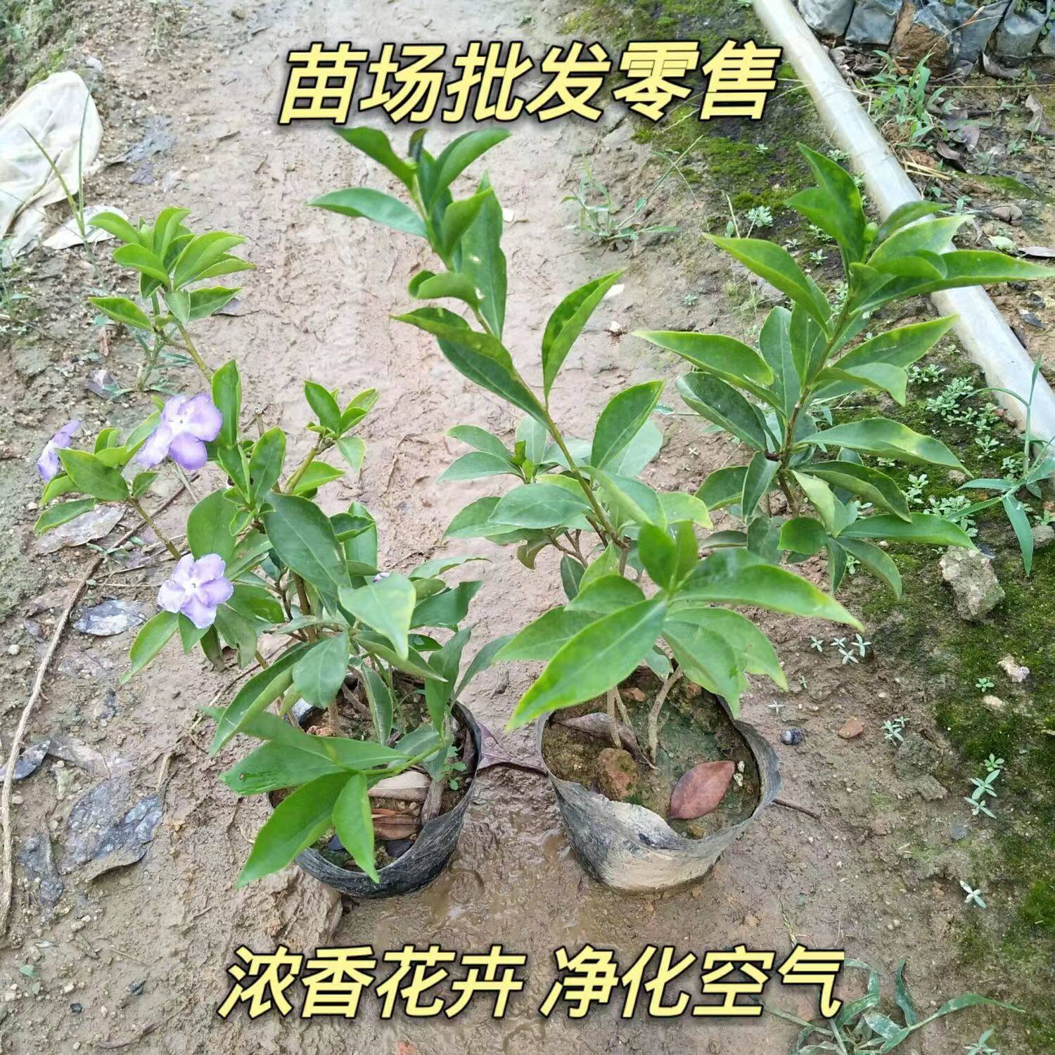 双色茉莉鸳鸯变色茉莉花盆栽四季常绿室内庭院驱蚊好养易活植物