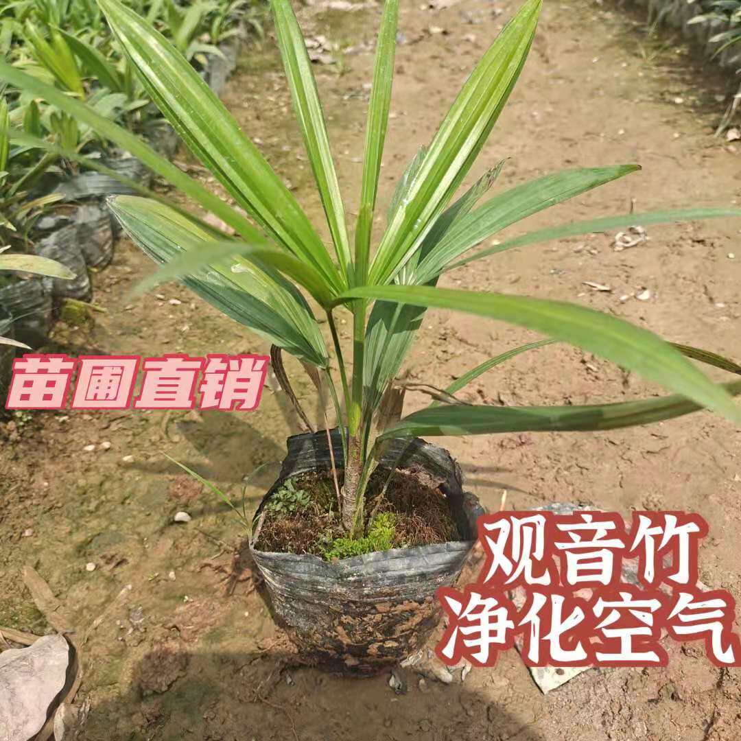 吉祥富贵室内净化空气