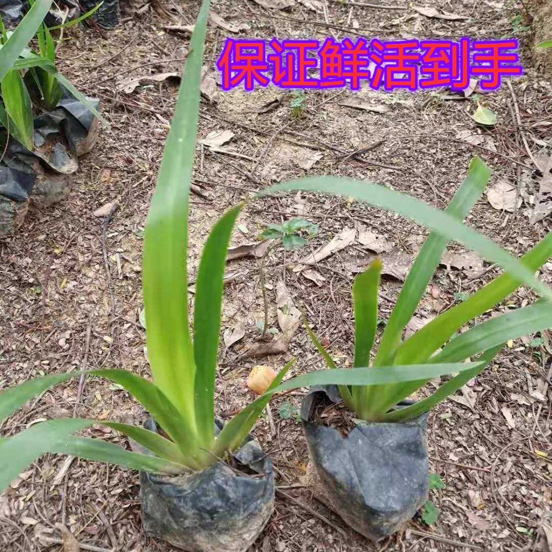 巴西鸢尾兰马蝶花玉蝴蝶桌面水培绿植巴西鸢尾