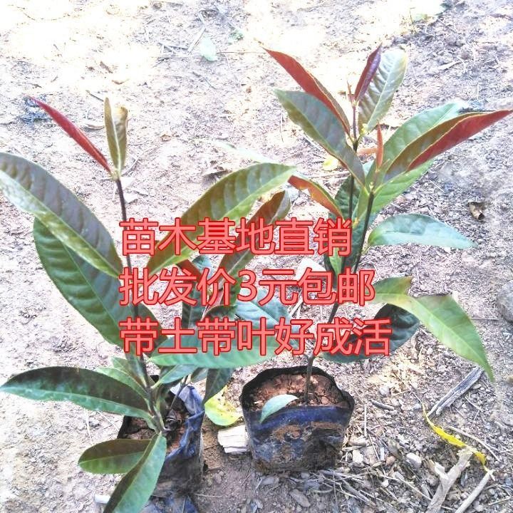 红背桂花苗 红叶桂花袋苗 彩叶桂花树庭院阳台盆栽地栽 当年开花