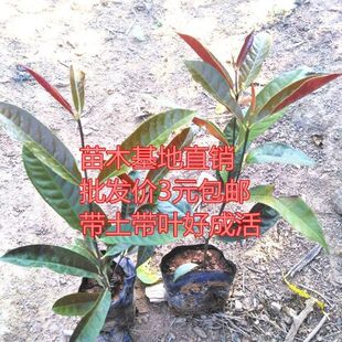 红背桂花苗 红叶桂花袋苗 彩叶桂花树庭院阳台盆栽地栽 当年开花