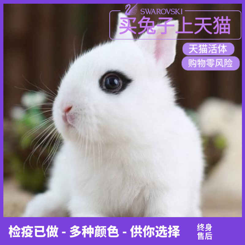 宠物兔活体迷你小型长不大海棠凤眼茶杯猫猫兔垂耳兔子侏儒兔活物|msdalam kategori haiwan peliharaan/makanan haiwan dan bekalan, Arnab dan bekalan, arnab - dari Buy2taobao.com untuk memberikan perkhidmatan ejen Taobao profesional membeli