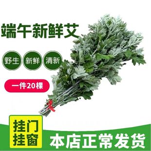 新鲜野生整颗艾草艾叶长棵艾叶草端午节挂门上整把全株艾草叶驱蚊