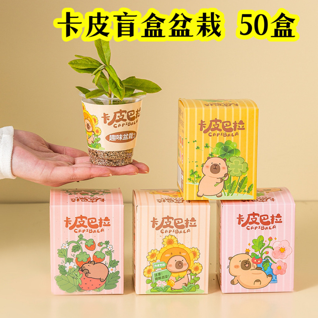 植物种植盲盒盆栽小学生奖励礼品
