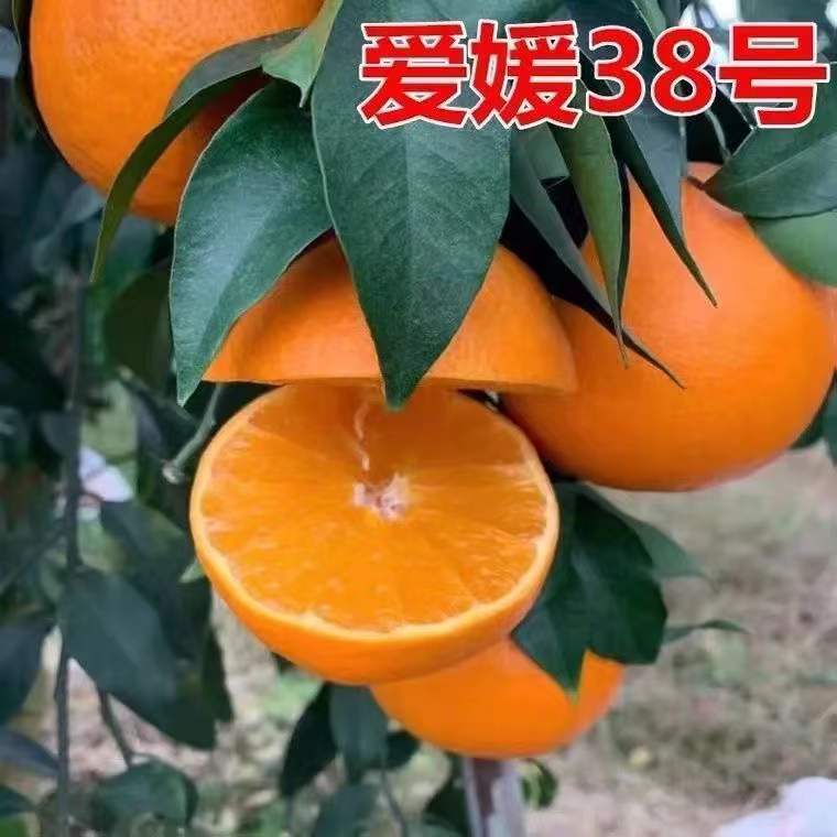 果冻橙苗爱媛38号树苗象山红美人柑桔树苗橘子树大树桔子树苗带果