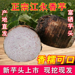 湖南永州特产江永香芋新鲜毛芋头现挖农家粉糯槟榔芋大果5斤包邮