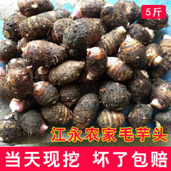 湖南永州特产江永香芋新鲜毛芋头现挖粉糯红芽小芋头槟榔芋头仔仔
