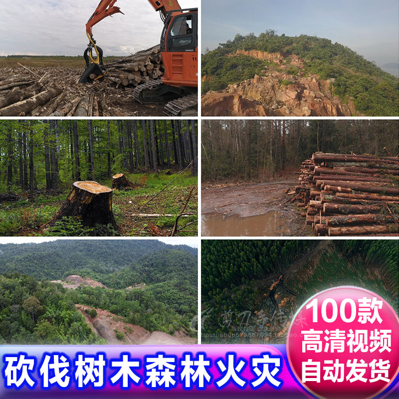 砍伐森林火灾树木 破坏植被保护自然生态环境 高清商用视频素材