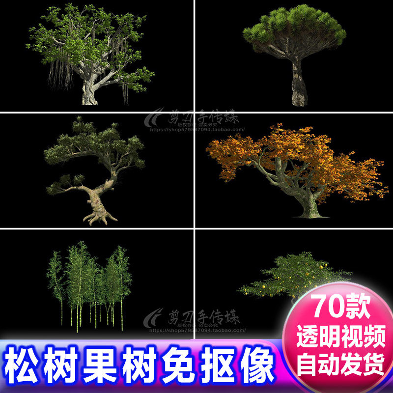 松树果树热带植物树木alpha透明通道 遮罩绿幕动画视频免抠像素材