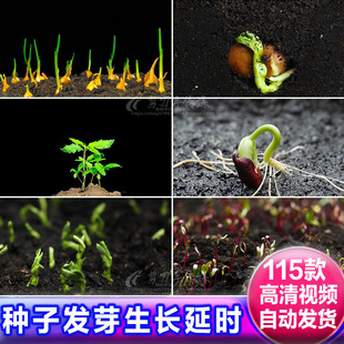 植物生长过程蔬菜种子发萌芽延时特写破土而出孕育生命力视频素材