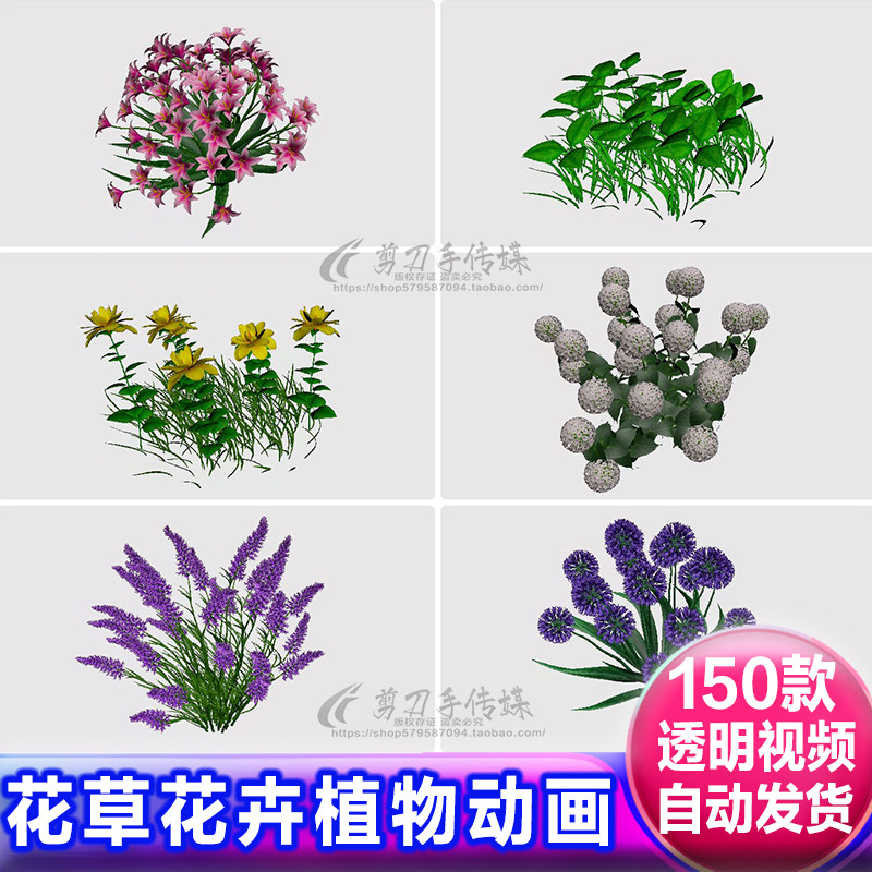 花草花卉植物动画视频alpha透明通道免抠像遮罩特效aepr剪映素材