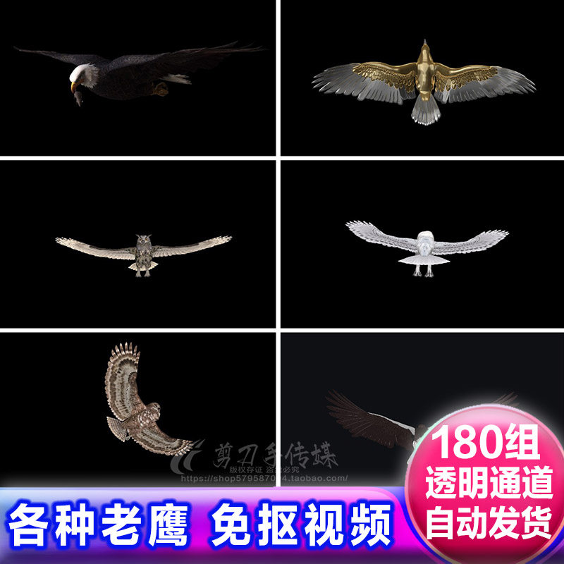 游隼雄老鹰乌鸦猫头鹰鸟类飞翔 遮罩素材alpha透明通道免抠像视频
