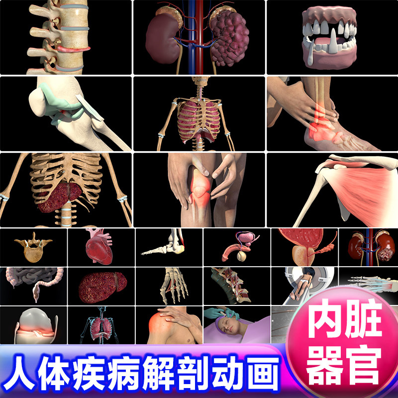 人体结构器官功能医学疾病症状分析内脏骨骼解刨学动画演示视频
