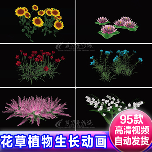 花草花卉绽放植物生长过程动画视频alpha透明通道免抠遮罩4K素材