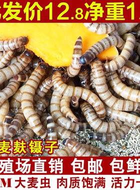 麦芝源大麦虫活体龙鱼食鸟食活虫