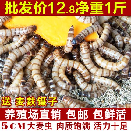 大麦虫活虫面包虫大号黄粉虫金龙鱼乌龟饲料八哥画眉鸟食活体虫子