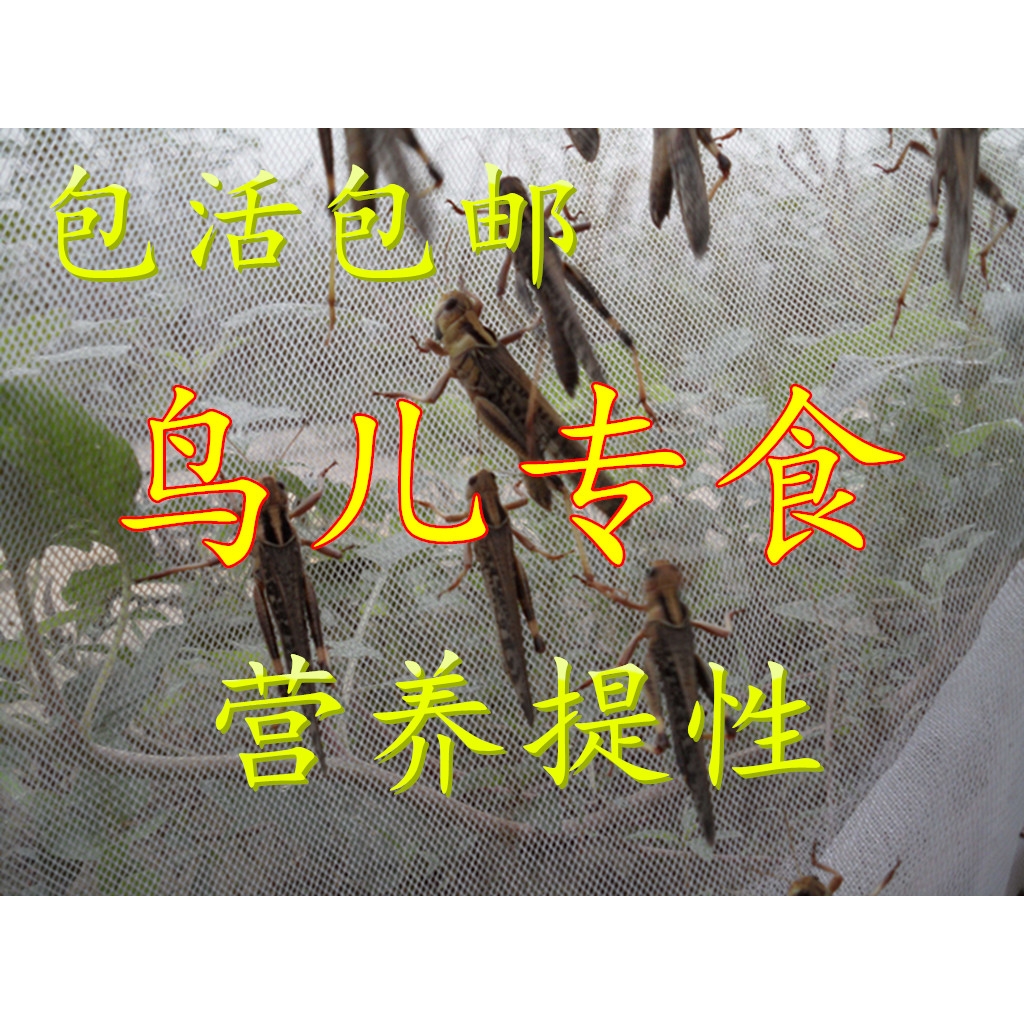 蚂蚱活虫画眉鸟食饲料