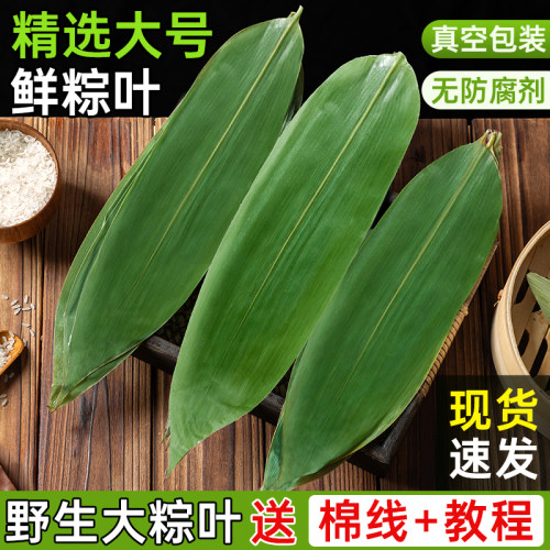 新鲜特大粽叶真空包装叶子专用