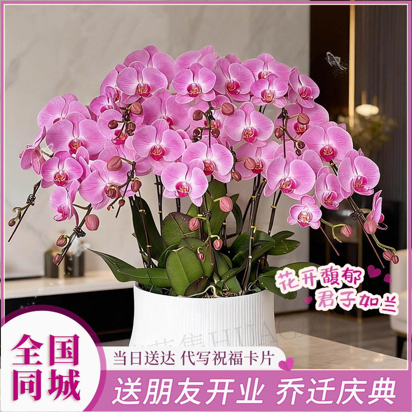 上海蝴蝶兰盆栽带真鲜花速递同城成都南京年宵花开业乔迁花卉深圳