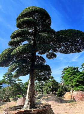罗汉松大树迎客松黑松庭院盆景造型树别墅大型进口罗汉松景观树
