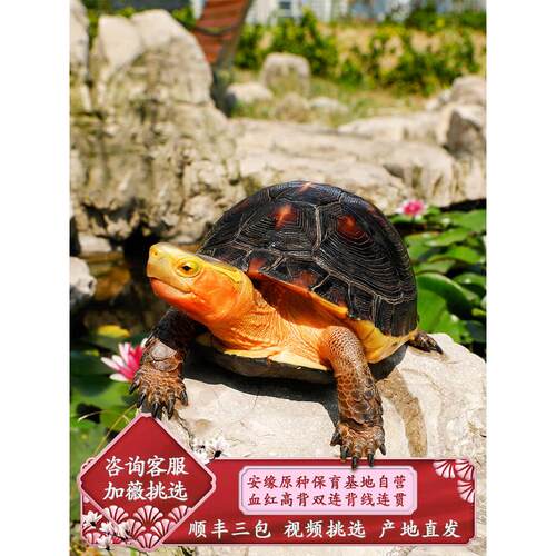 黄缘龟幼龟苗闭壳龟皖南安缘龟台缘黄缘盒龟活体金钱龟箱陆地龟粮