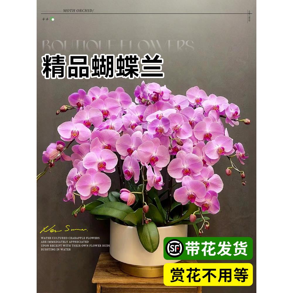 蝴蝶兰盆栽带花客厅蝴蝶兰花苗带花苞花剑室内鲜花植物四季好养活