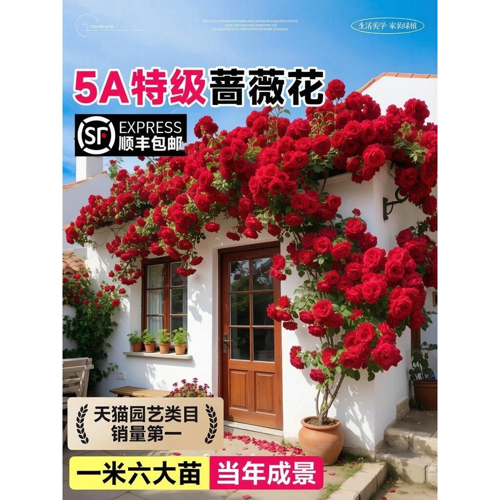 蔷薇花苗藤本红色月季大苗庭院爬藤植物阳台花卉爬墙玫瑰耐寒盆栽
