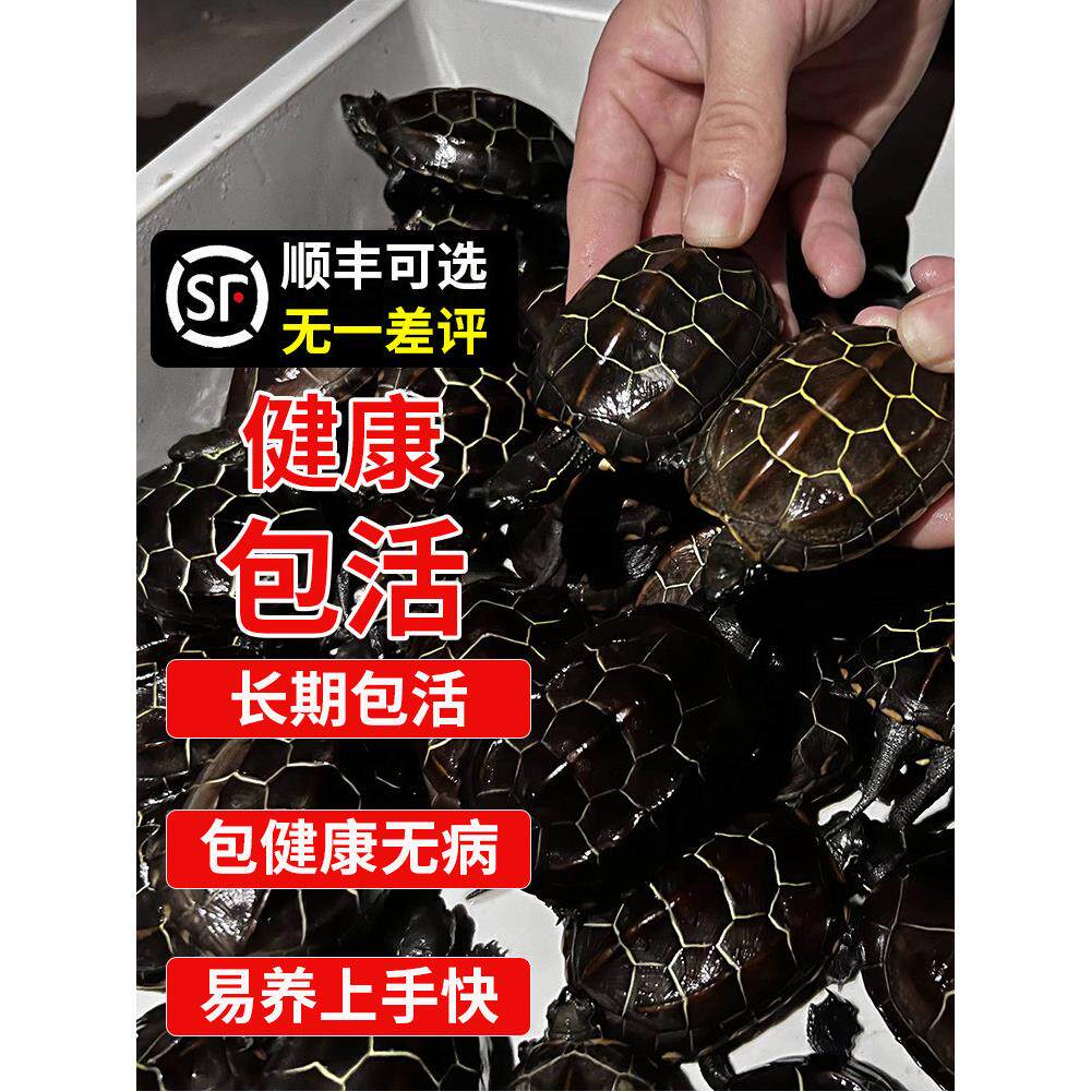 中华草龟小乌龟活物中国名贵苏北金线适合家养好养耐活龟苗宠物龟