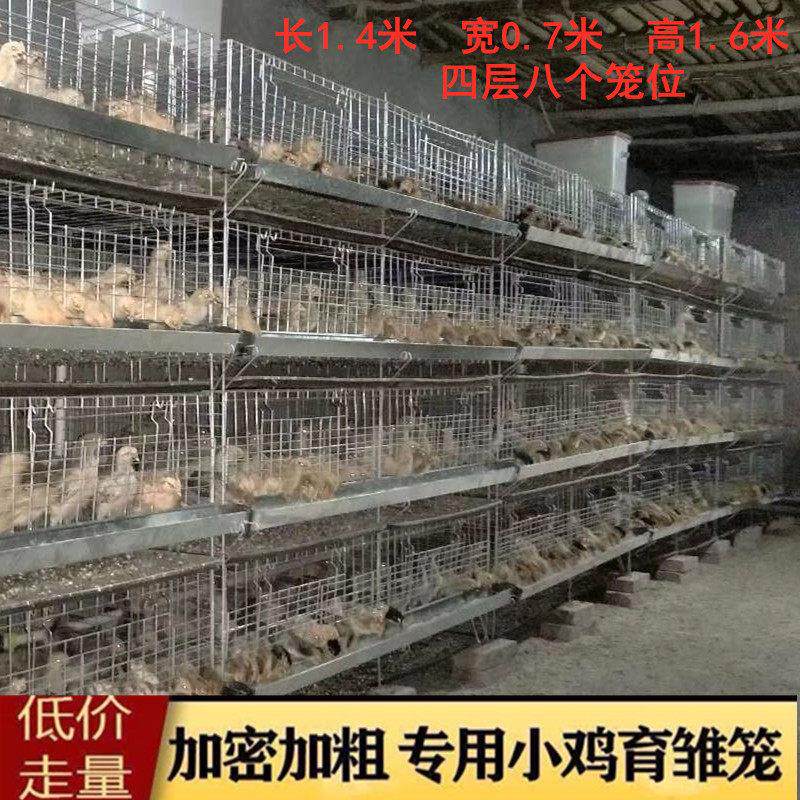 育雏笼加粗加密雏鸡笼小鸡笼子4层立式脱温鸡笼养殖场专用鸡苗笼