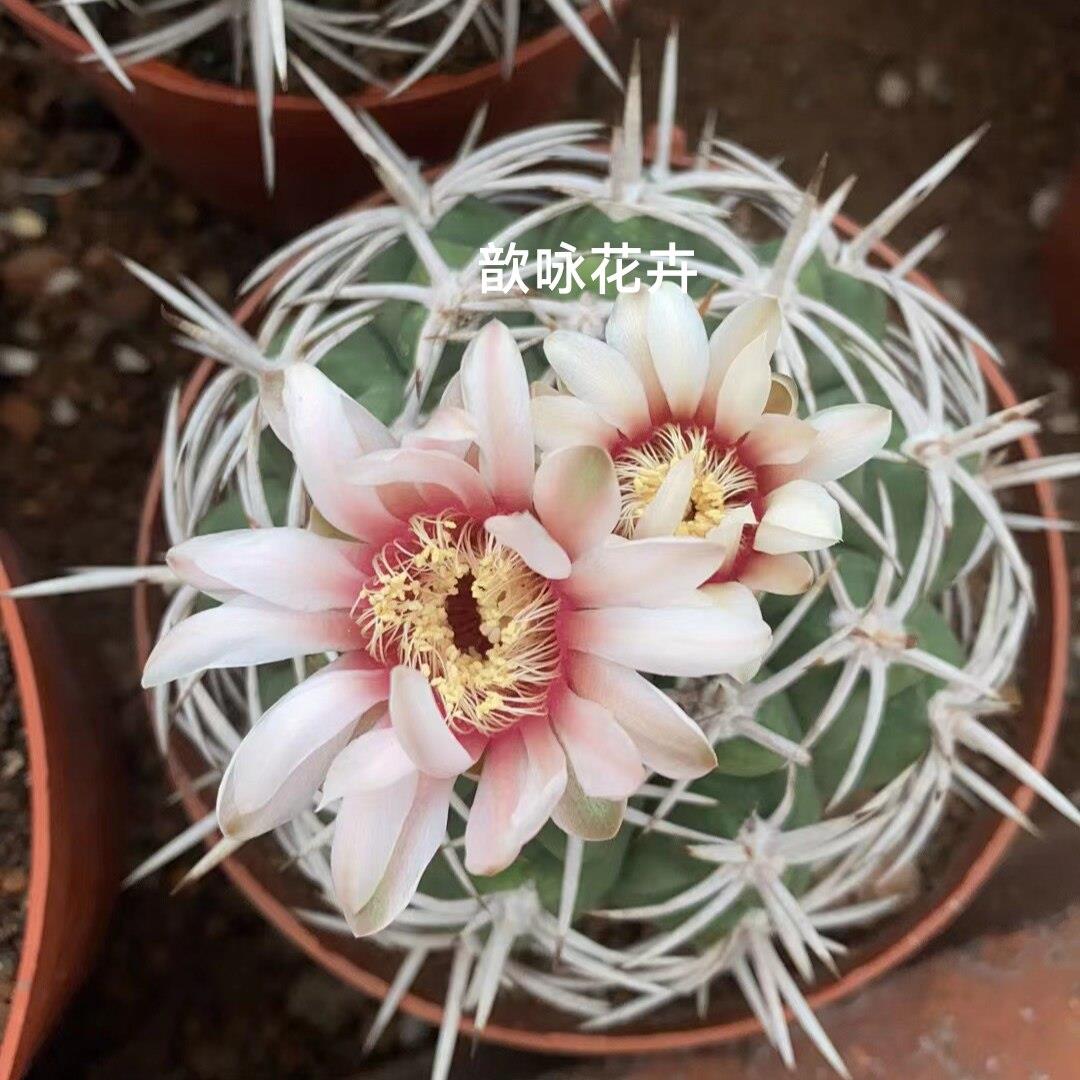 碧岩玉仙人球裸萼球属强刺狂刺开花美观仙人掌多肉阳台
