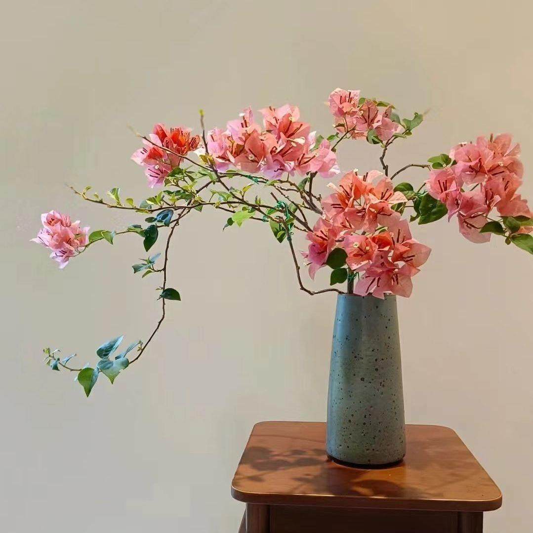 12【不甜西瓜】三角梅盆栽室内阳台庭院好养花卉四季开花爬藤好养,鲜花速递/花卉仿真/绿植园艺,造型盆景,淘宝优惠券,粉丝福利购,淘宝优惠卷