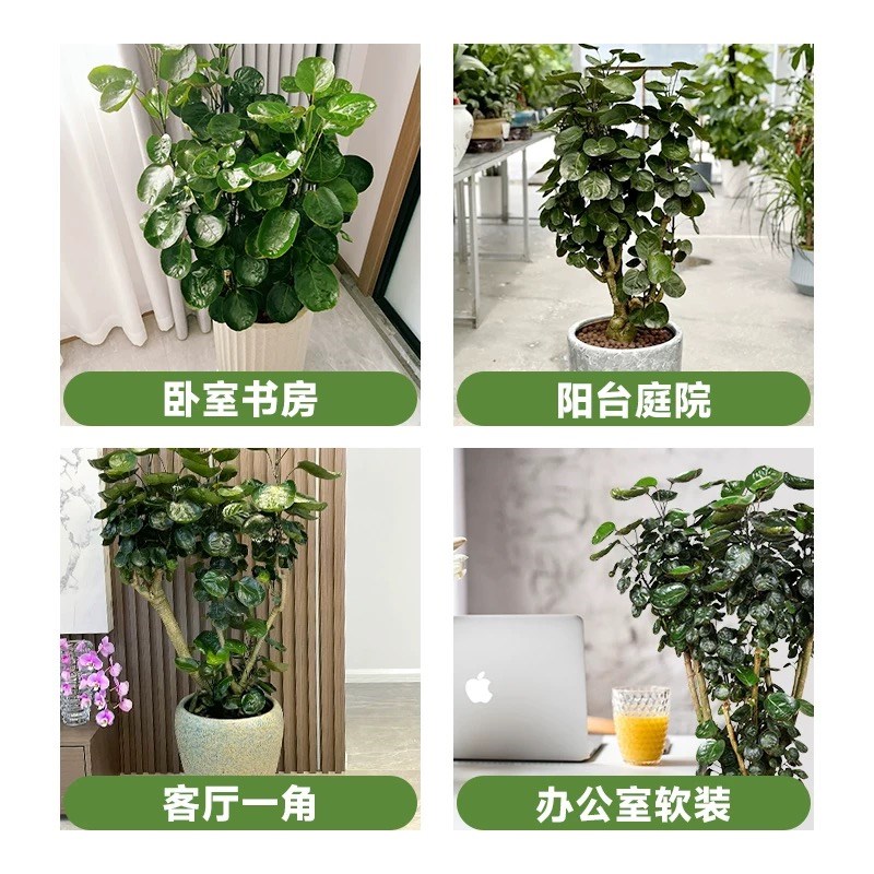 金钱兜盆栽客厅大型绿植金钱树圆叶福禄桐老桩植物室内办公室盆景