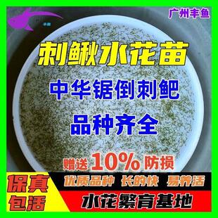 刺鳅刀鳅鱼苗水花牛尾巴鱼七星鱼鱼苗银鳕鱼苗淡水养殖食用观赏