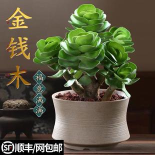 金钱木老桩多肉植物花卉盆栽室内招财盆景好养易活办公室桌面绿植